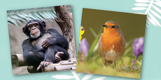 Go Wild on Their Birthday With a Surprise Sound Greeting Card!