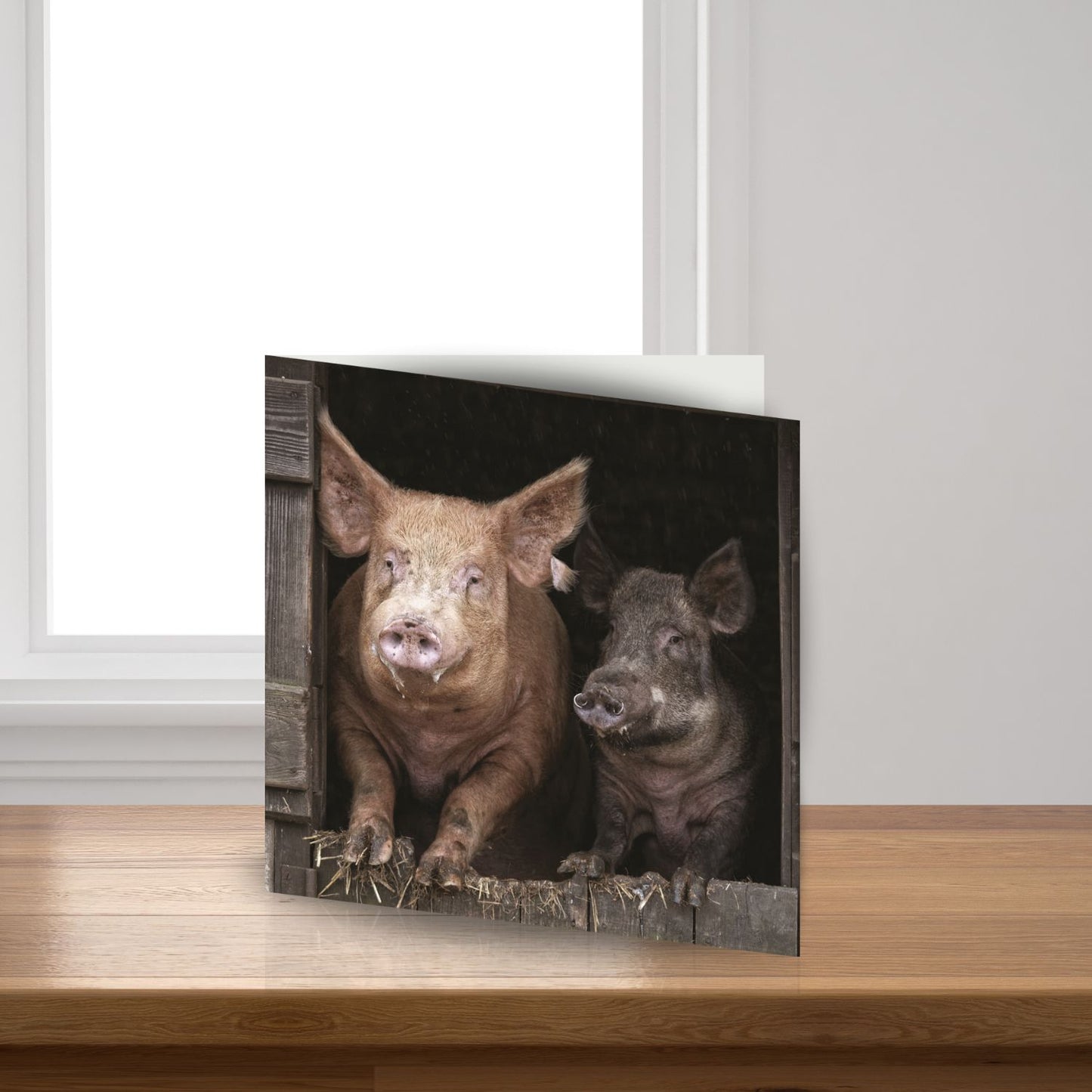 Tamworth & Wild Boar Pig Sound Greeting Card