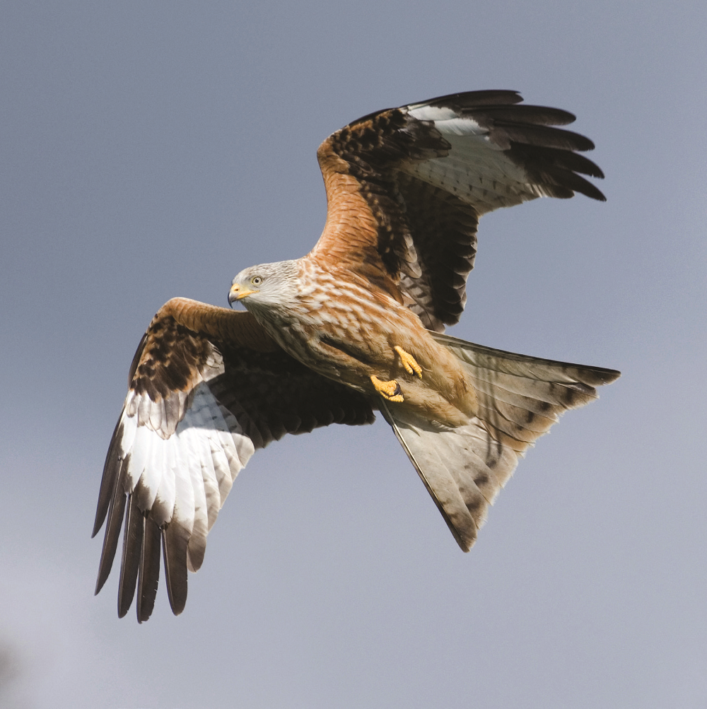 Red Kite In Flight Sound Greeting Card