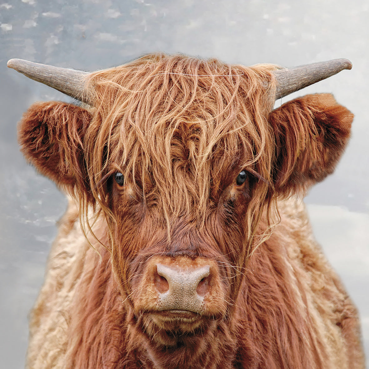 Pack of 8 Highland Cow Mini Charity Christmas Cards