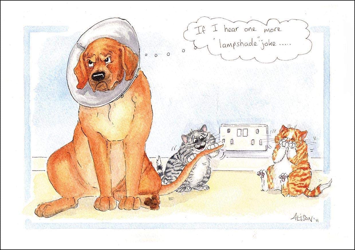 One More Lampshade Joke! Dog Cone Alison's Animals Cartoon Greeting Ca