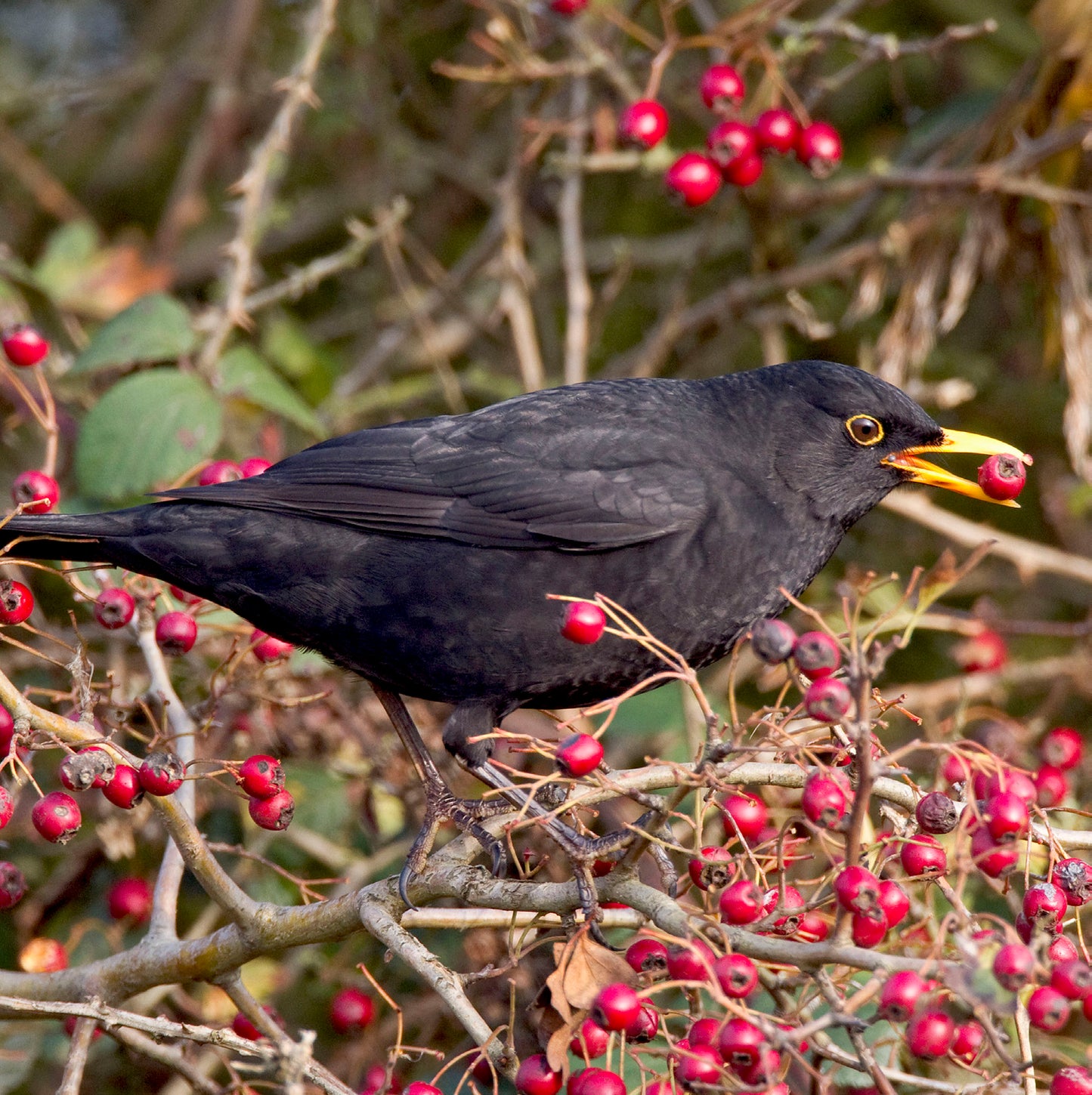 Berry Eating Blackbird Sound Greeting Card