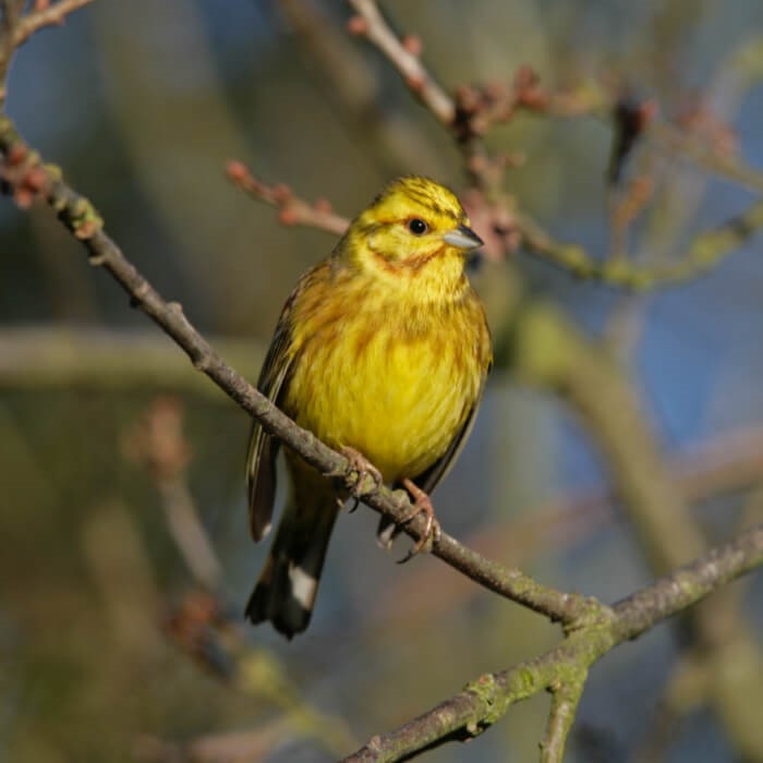 British Birds Yellow Hammer Sound Greeting Card – Love Kate's