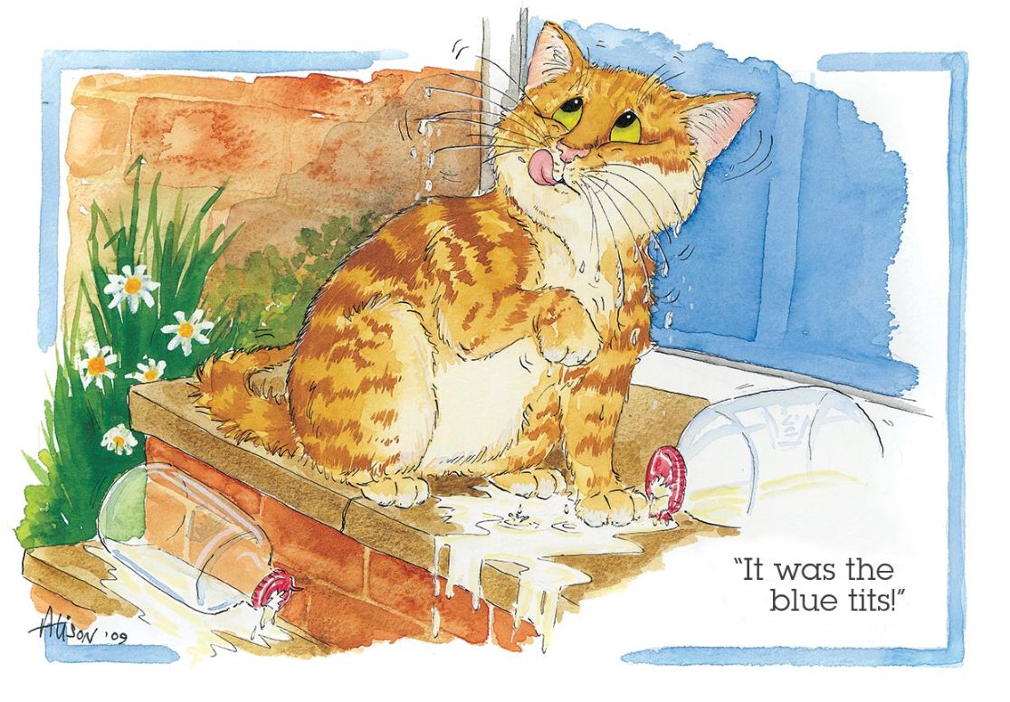 It Was The Blue Tits! Ginger Cat Alison's Animals Cartoon Greeting Card