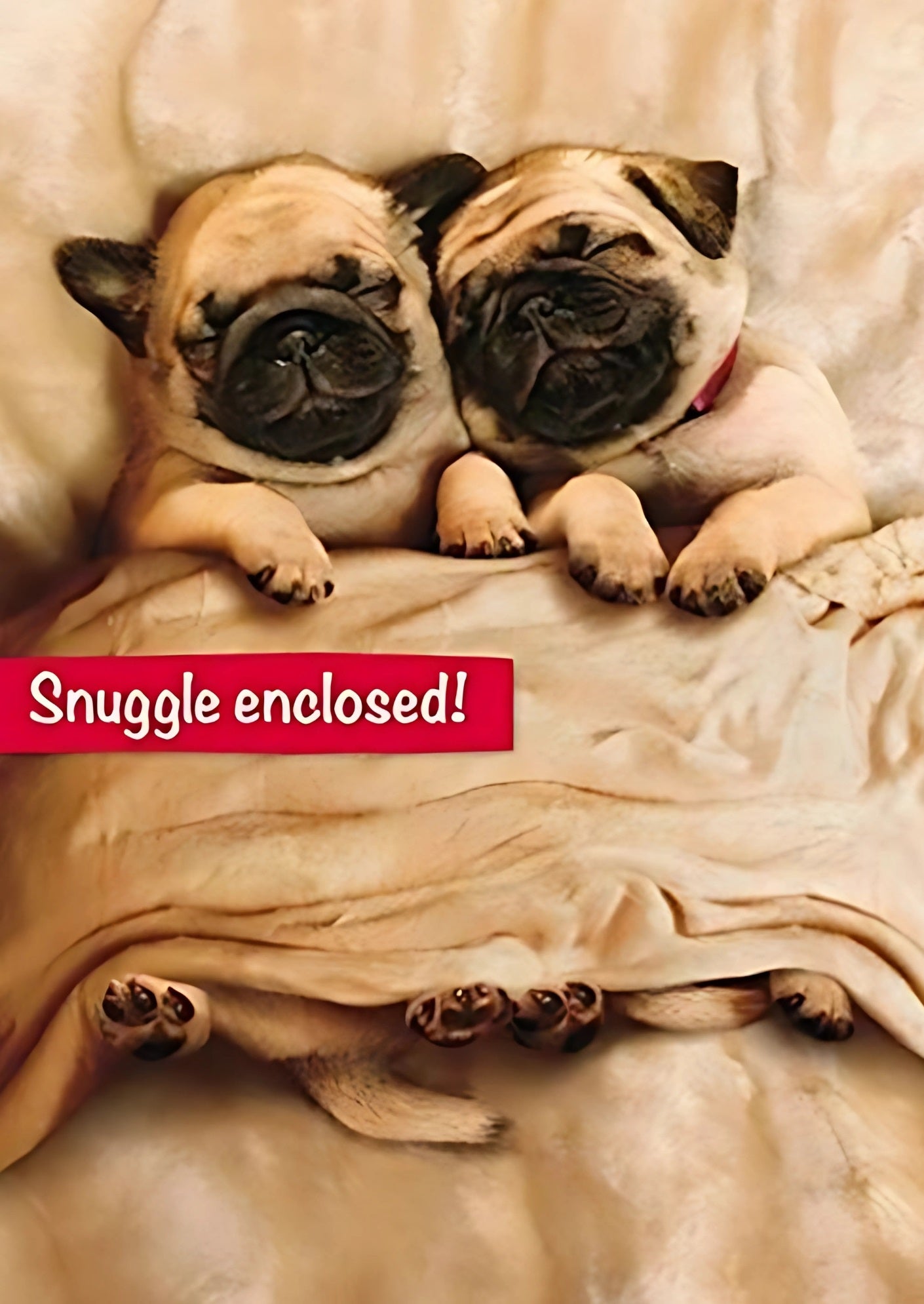 Avanti Husband Cute Pug Valentine's Day Card