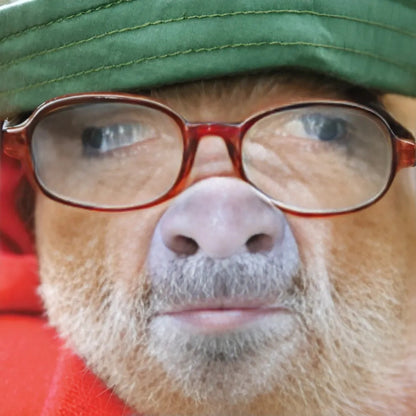 Pig In Glasses Happy Father's Day Greeting Card