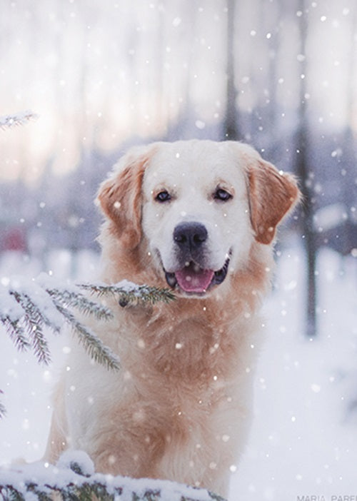 Box Of 24 Assorted Christmas Cards Photographic Animals Xmas Card Boxes