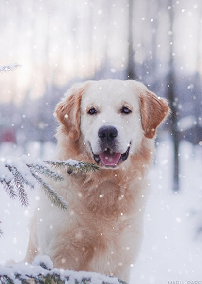 Box Of 24 Assorted Christmas Cards Photographic Animals Xmas Card Boxes