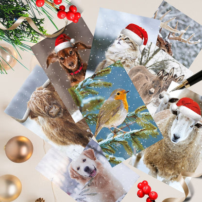 Box Of 24 Assorted Christmas Cards Photographic Animals Xmas Card Boxes