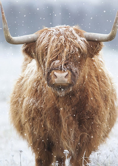 Box Of 24 Assorted Christmas Cards Photographic Animals Xmas Card Boxes