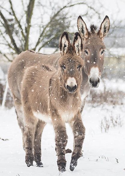 Box Of 24 Assorted Christmas Cards Photographic Animals Xmas Card Boxes