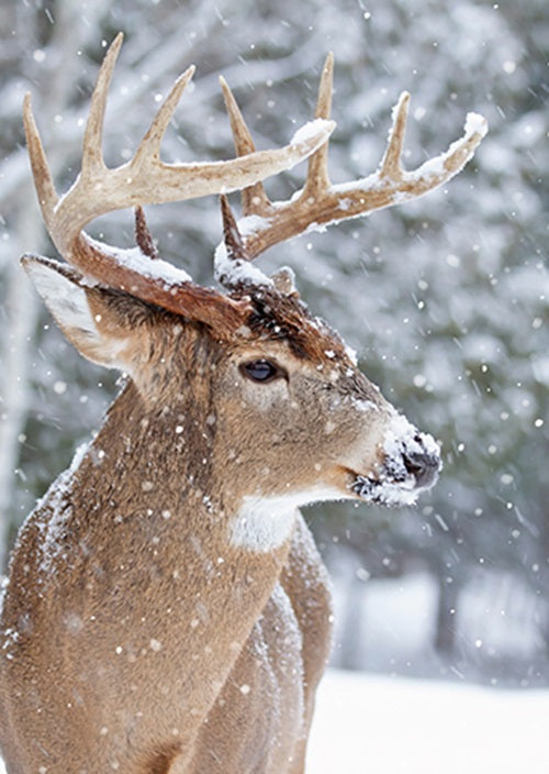 Box Of 24 Assorted Christmas Cards Photographic Animals Xmas Card Boxes