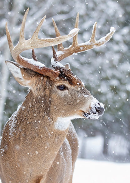 Box Of 24 Assorted Christmas Cards Photographic Animals Xmas Card Boxes
