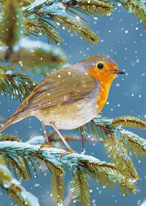 Box Of 24 Assorted Christmas Cards Photographic Animals Xmas Card Boxes