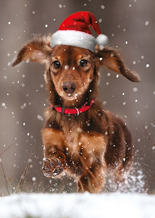 Box Of 24 Assorted Christmas Cards Photographic Animals Xmas Card Boxes