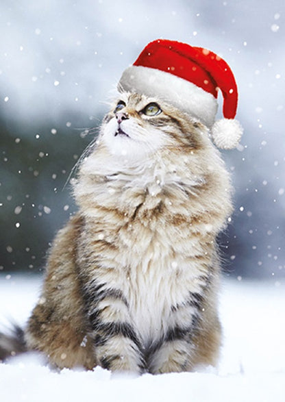 Box Of 24 Assorted Christmas Cards Photographic Animals Xmas Card Boxes