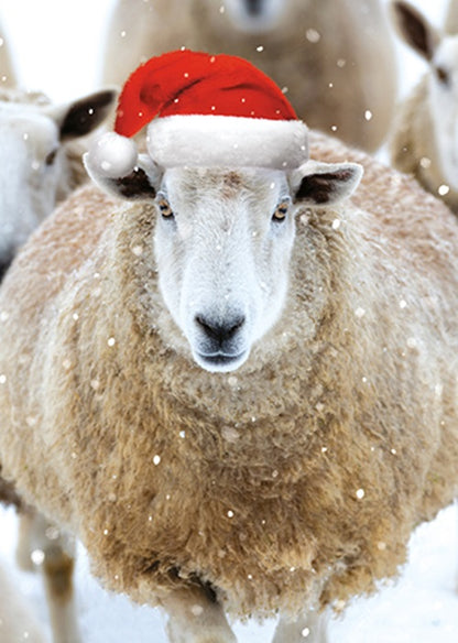 Box Of 24 Assorted Christmas Cards Photographic Animals Xmas Card Boxes