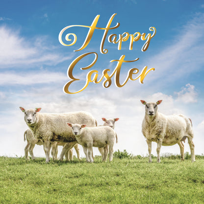 Sheep & Lambs Eating Grass Photographic Easter Greeting Card