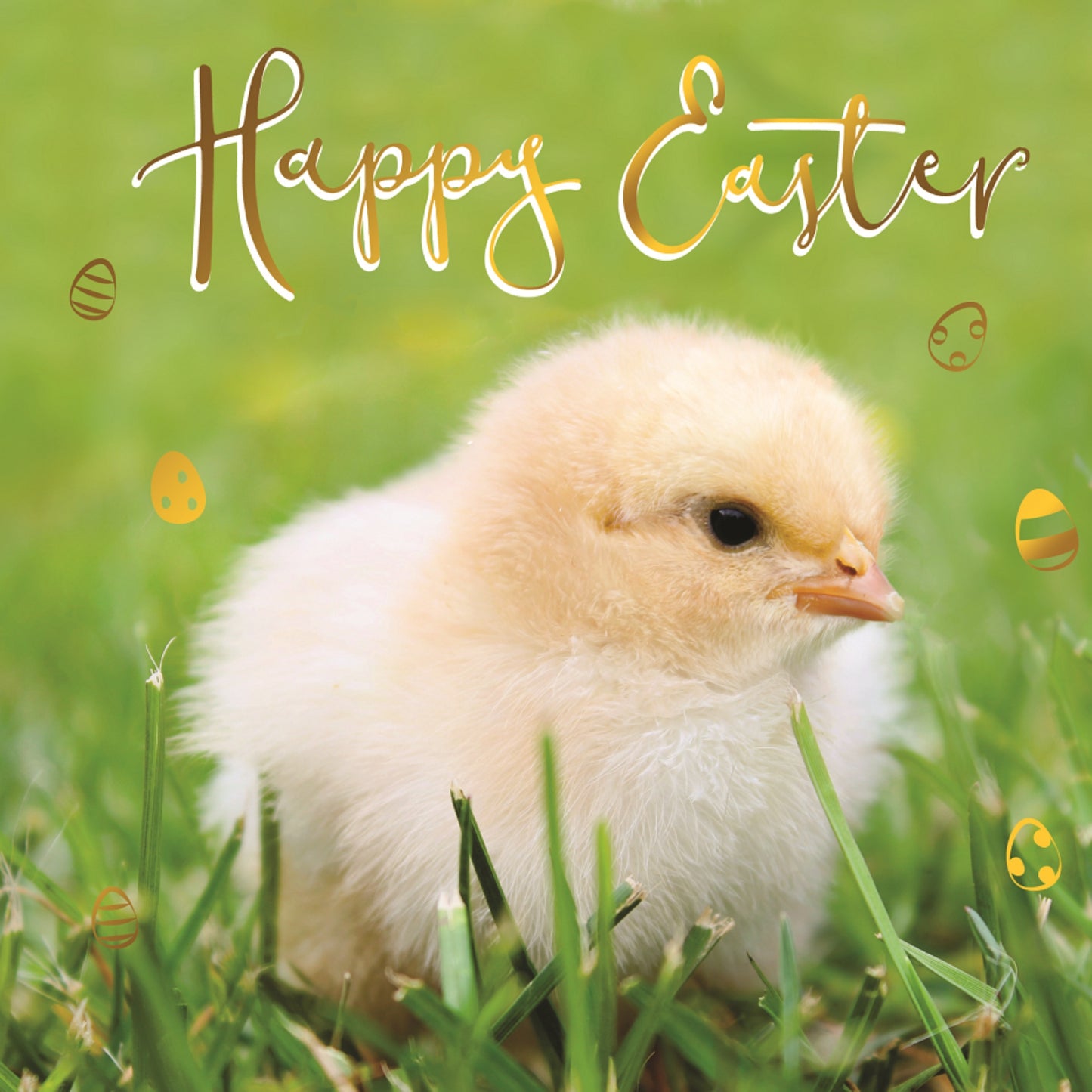 Happy Easter Cute Chick Photographic Easter Greeting Card