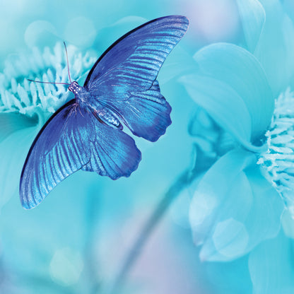 Blue Butterfly Blank Any Occasion Greeting Card