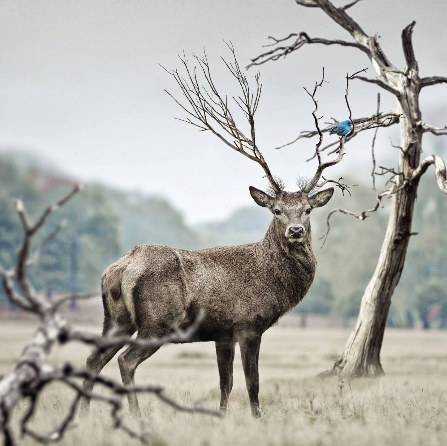 Stag Blank Any Occasion Greeting Card