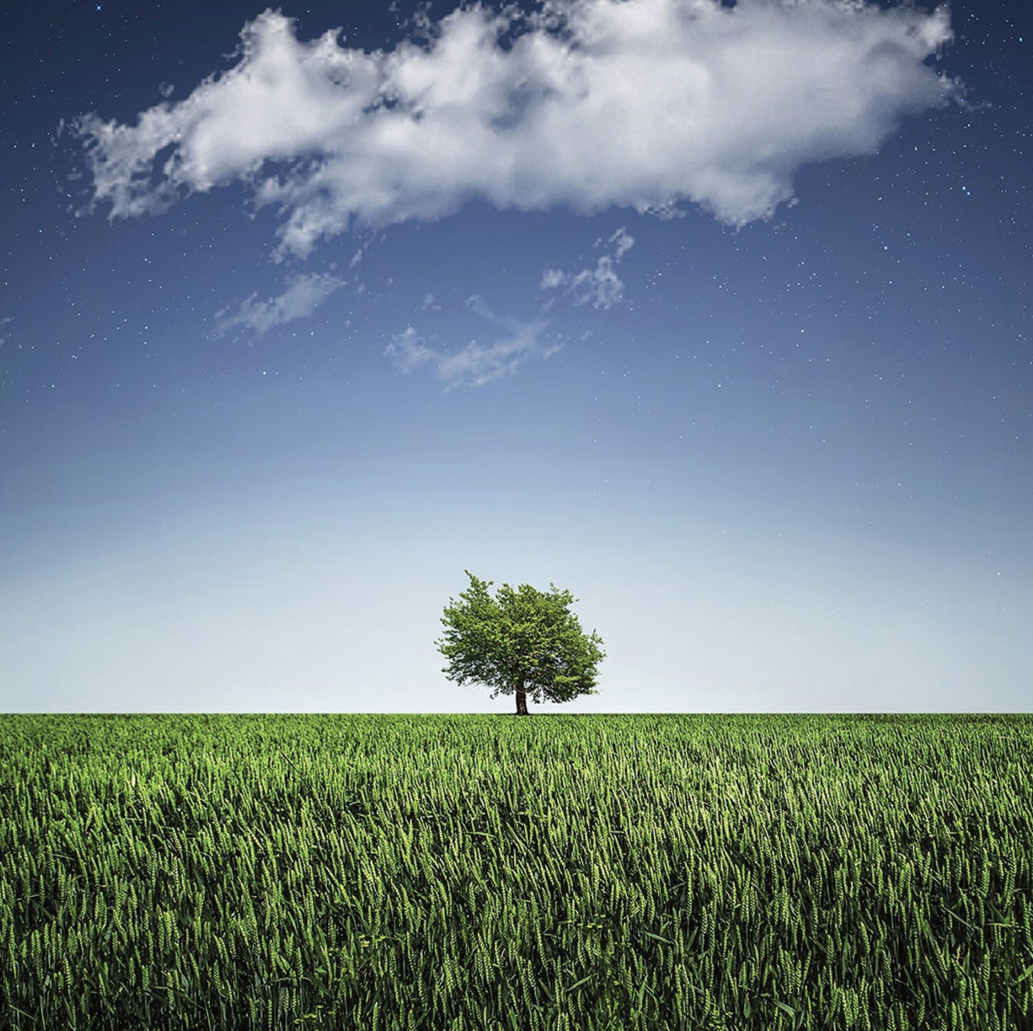 Tree In Field Blank Any Occasion Greeting Card