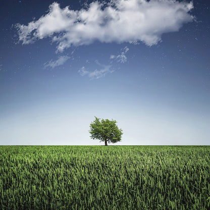 Tree In Field Blank Any Occasion Greeting Card