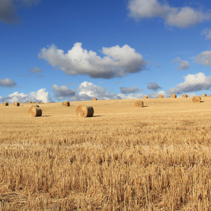 Hay Bales In Meadow Blank Any Occasion Greeting Card