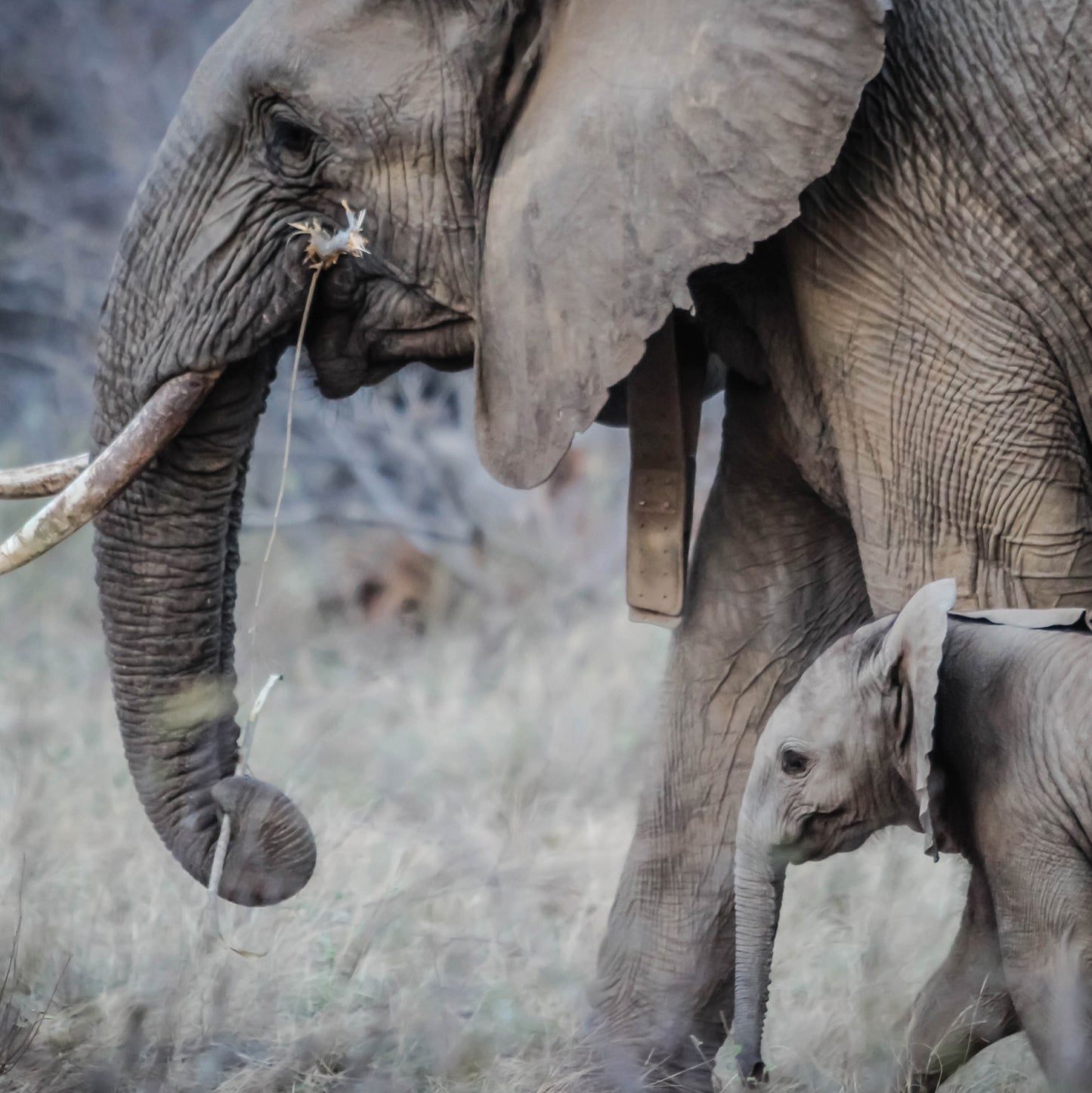 Elephant Mother & Baby Blank Any Occasion Greeting Card