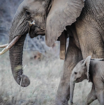 Elephant Mother & Baby Blank Any Occasion Greeting Card