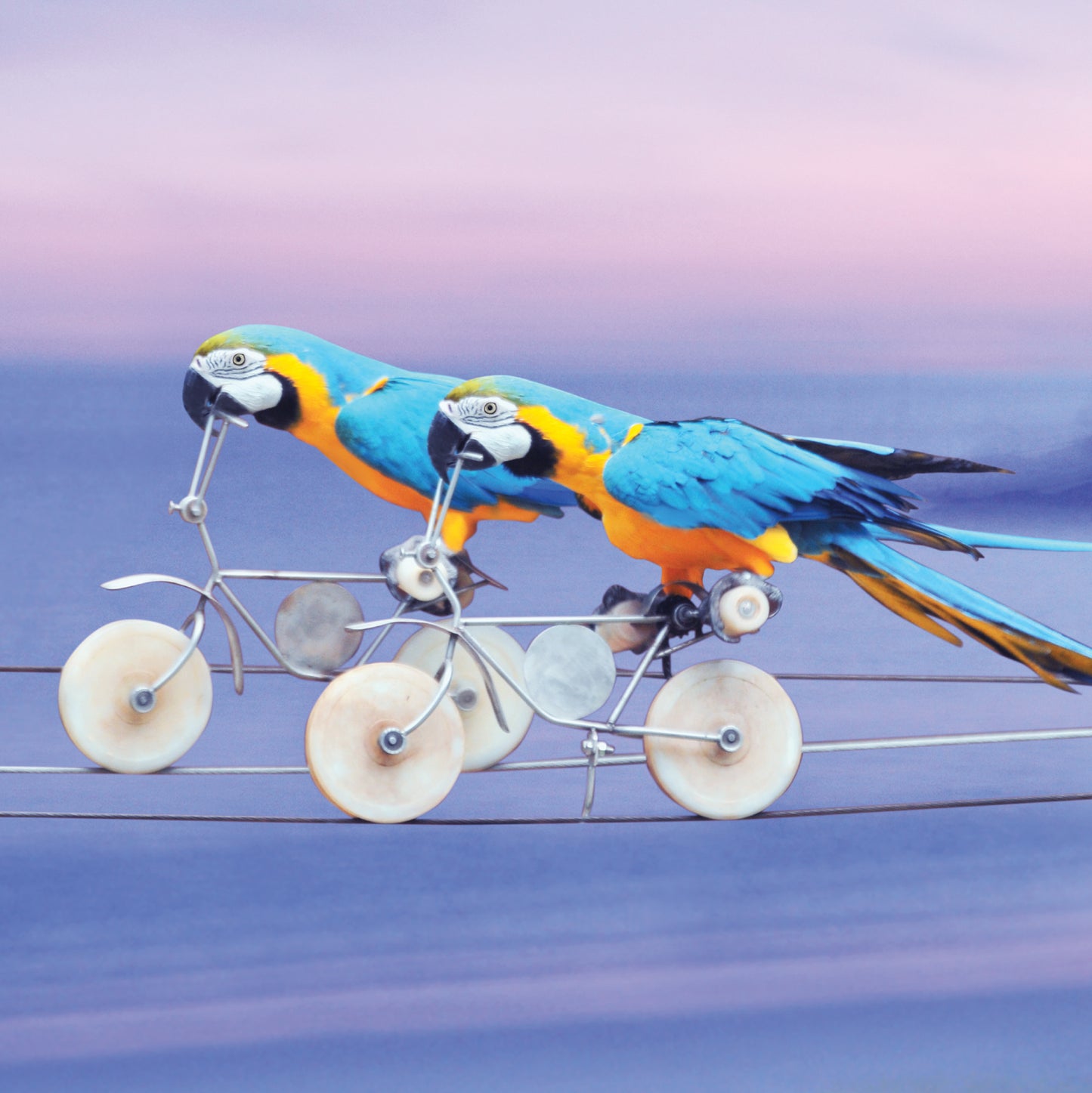 Parrots On Bikes  Blank Any Occasion Greeting Card