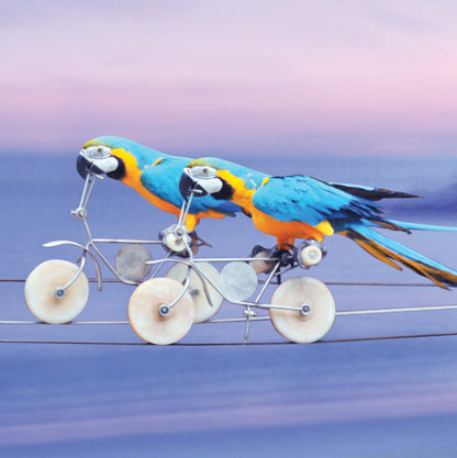 Parrots On Bikes  Blank Any Occasion Greeting Card