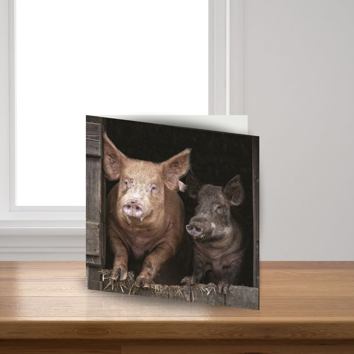 Tamworth & Wild Boar Pig Sound Greeting Card