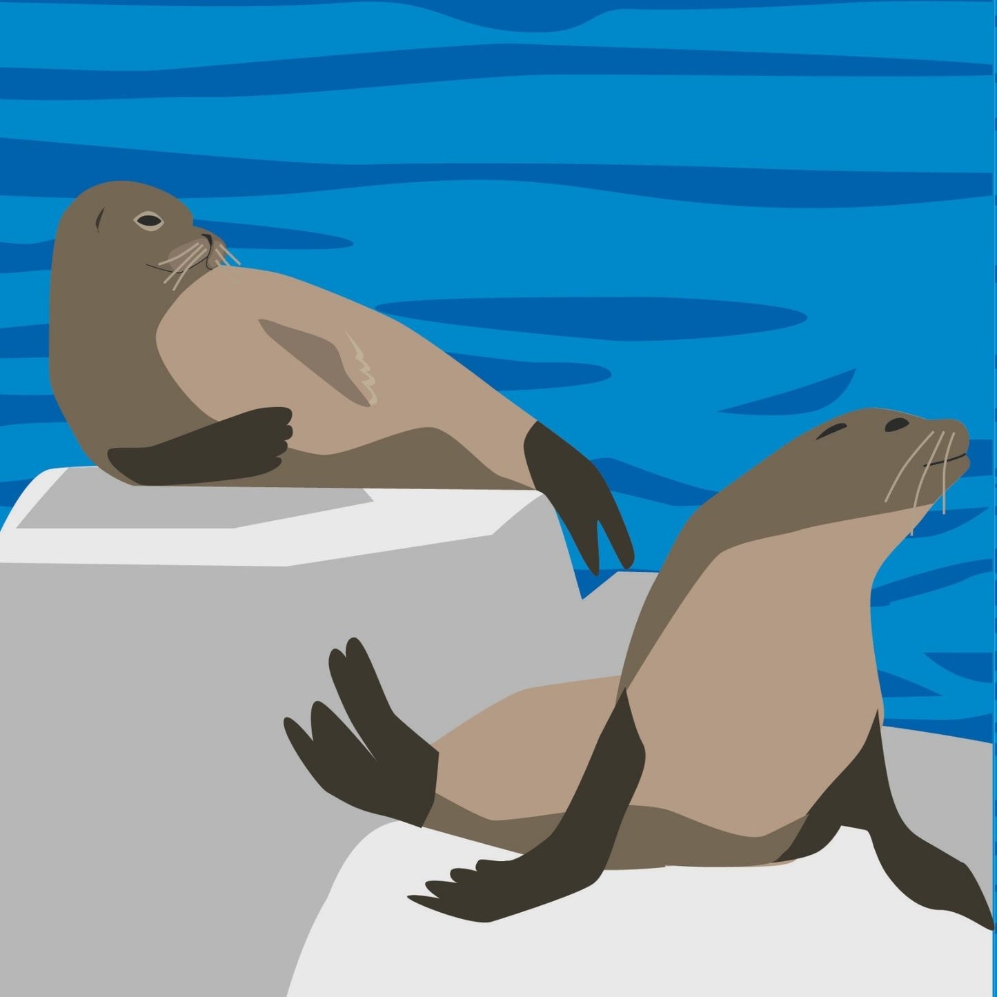 2toTango 3D Pop Up Card Colony Of Seals Greeting Card Any Occasion