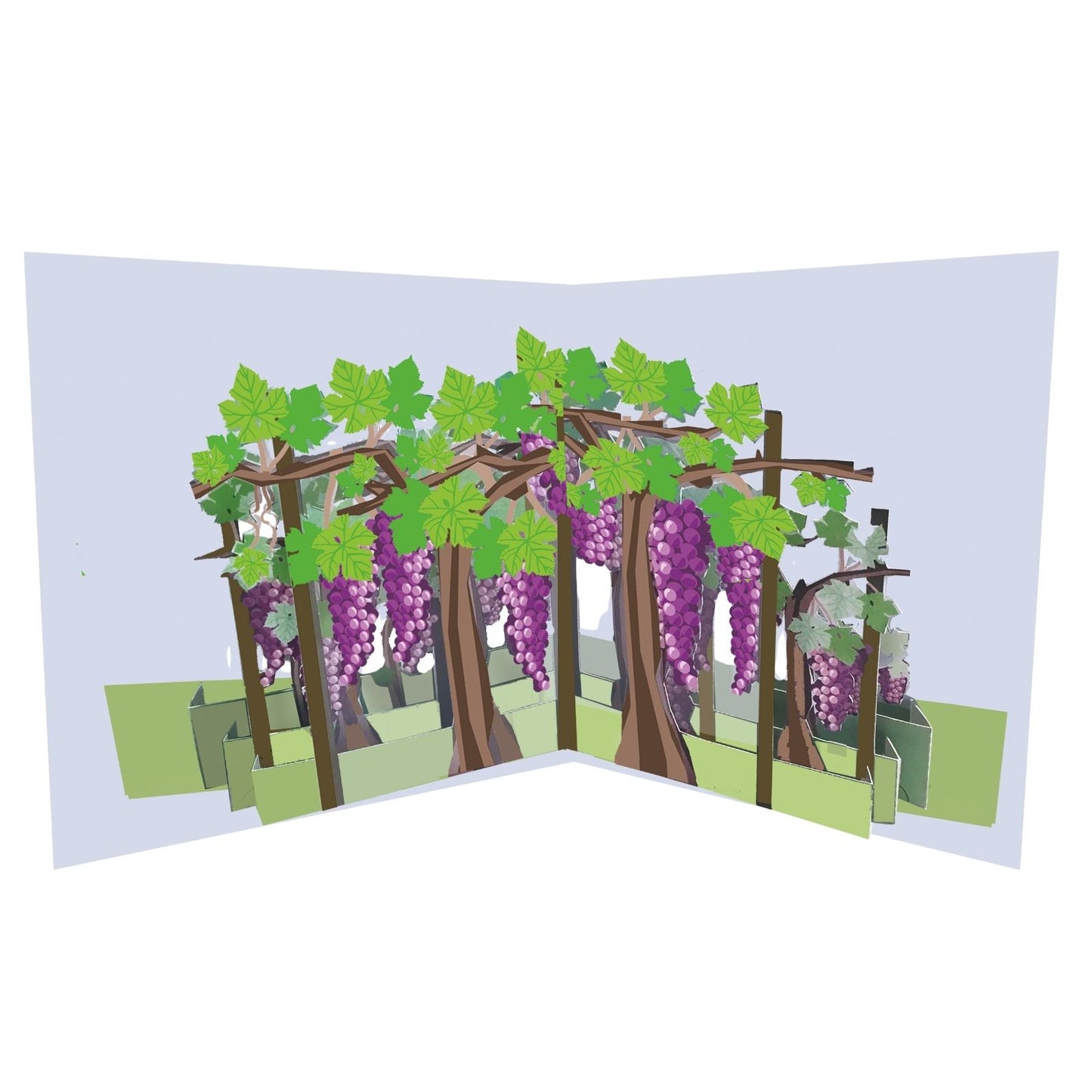 2toTango 3D Pop Up Card Fruiting Grape Vine Greeting Card Any Occasion