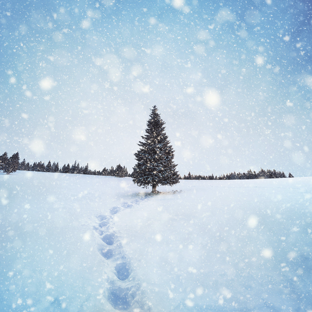 Box of 8 Snowy Festive Tree Scene Christmas Cards