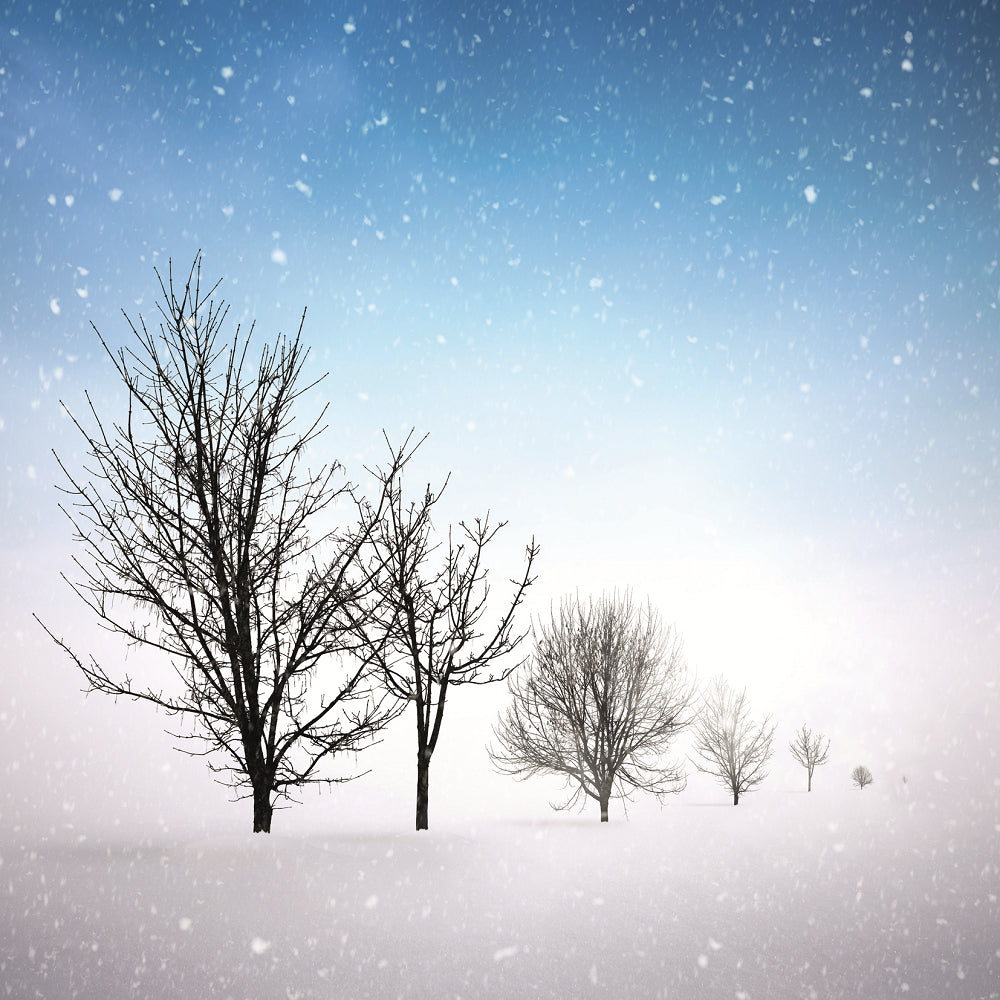 Box of 8 Snowy Festive Tree Scene Christmas Cards