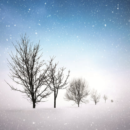 Box of 8 Snowy Festive Tree Scene Christmas Cards
