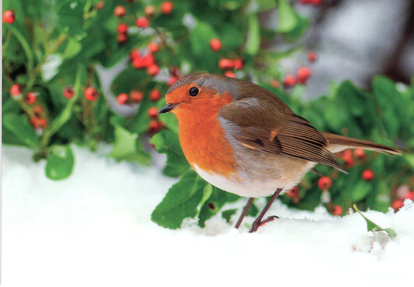 Box Of 20 Assorted National Trust Charity Christmas Cards Boxed Xmas Cards