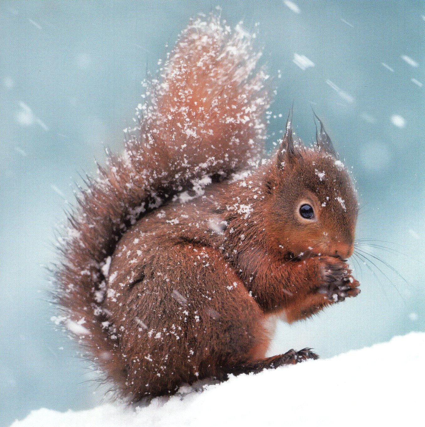 Box Of 20 Assorted National Trust Charity Christmas Cards Boxed Xmas Cards