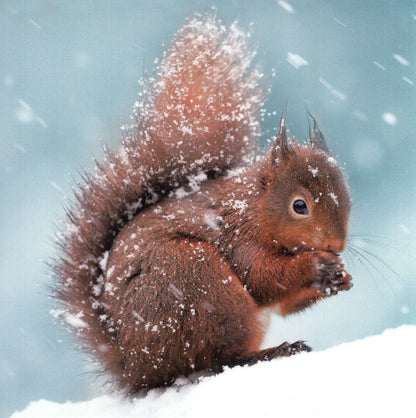 Box Of 20 Assorted National Trust Charity Christmas Cards Boxed Xmas Cards