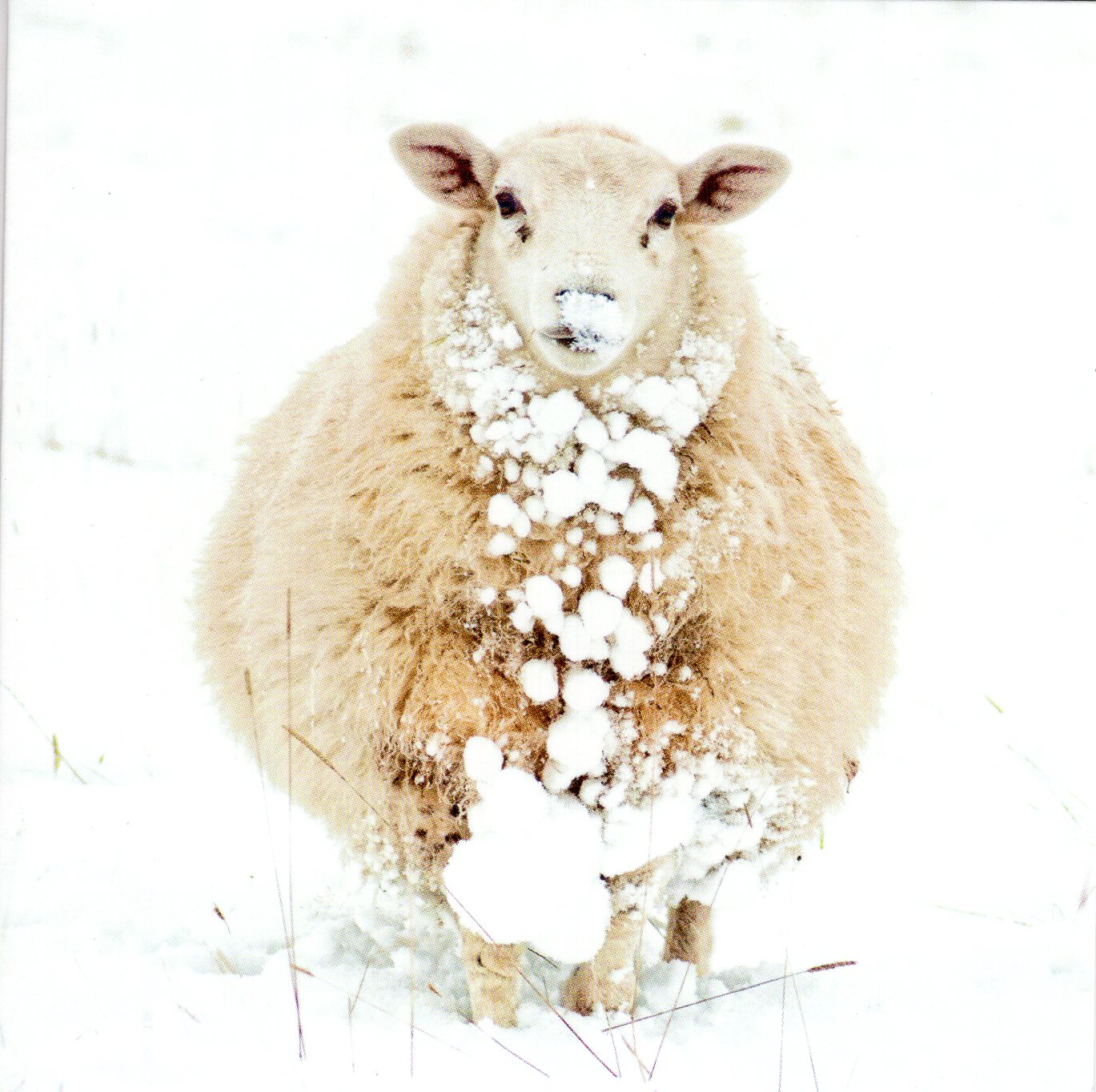 Box Of 20 Assorted National Trust Charity Christmas Cards Boxed Xmas Cards