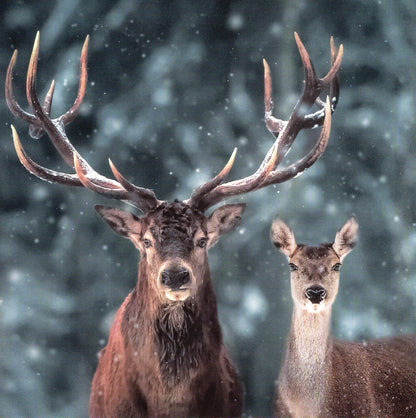 Box Of 20 Assorted National Trust Charity Christmas Cards Boxed Xmas Cards