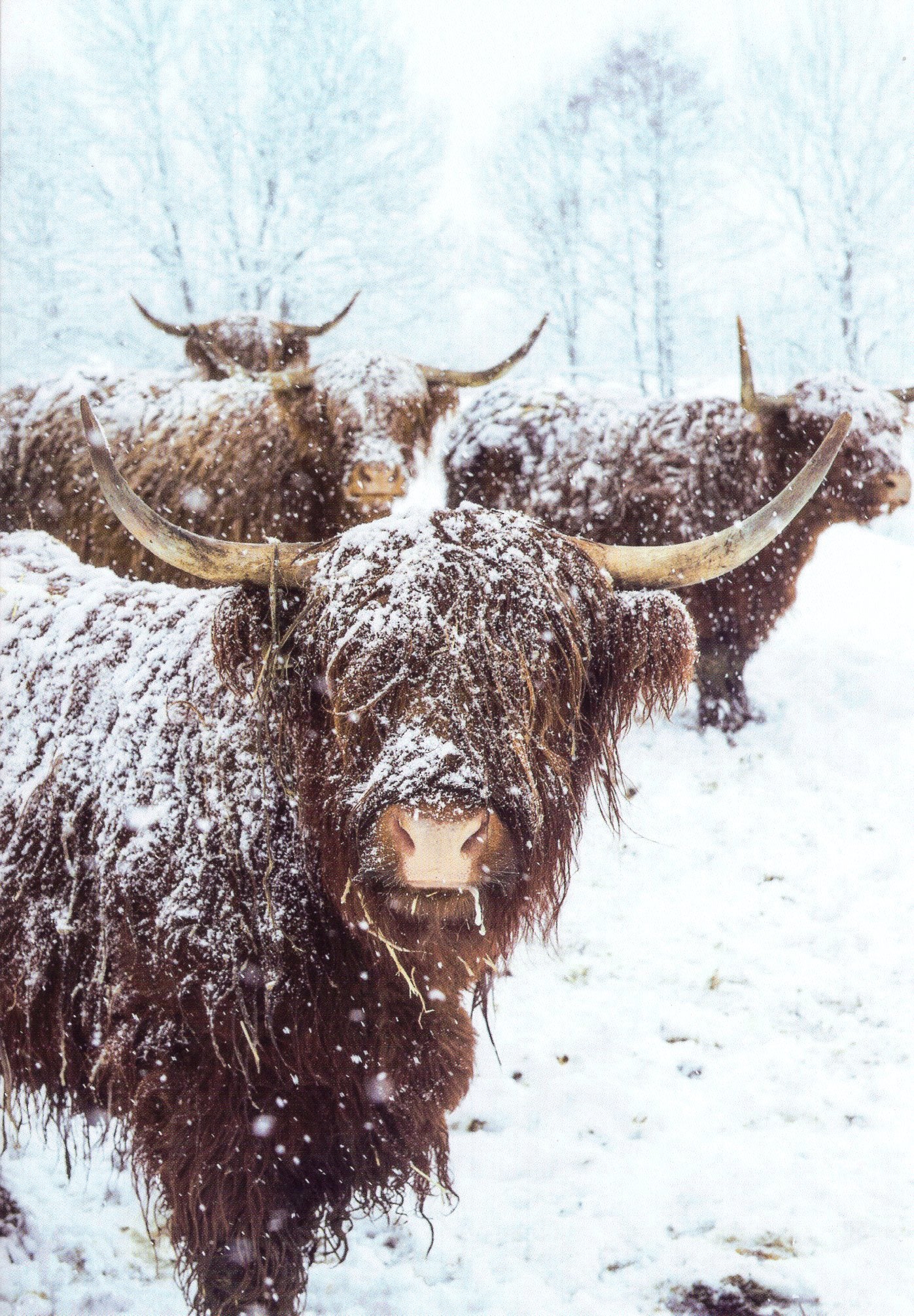 Box Of 20 Assorted National Trust Charity Christmas Cards Boxed Xmas Cards