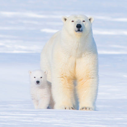 Box of 8 Winter Wonderland Christmas Cards