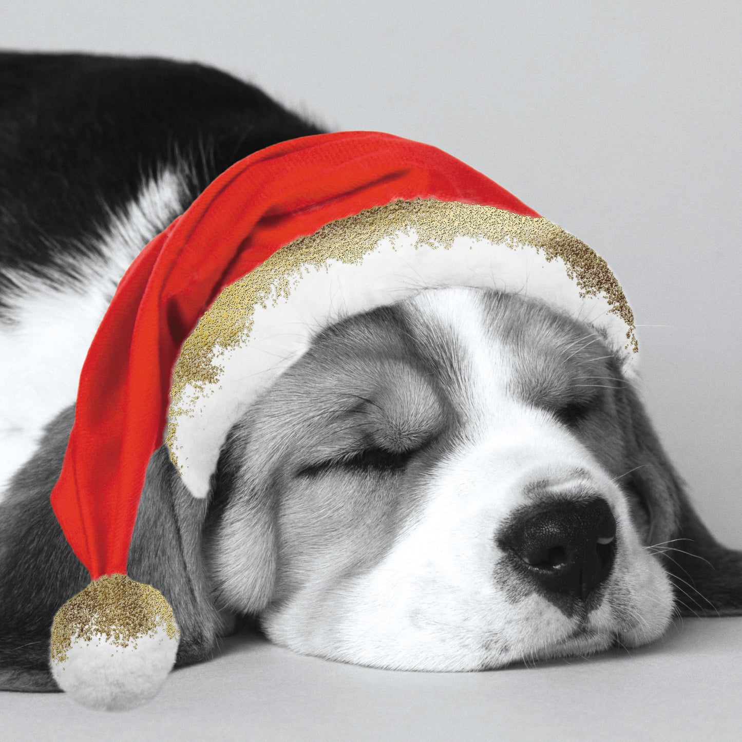 Box of 16 Puppy & Kitten Photographic Christmas Cards In 2 Designs