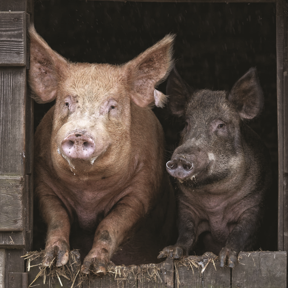 Tamworth & Wild Boar Pig Sound Greeting Card