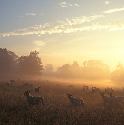 Nature At Dawn Sound Greeting Card