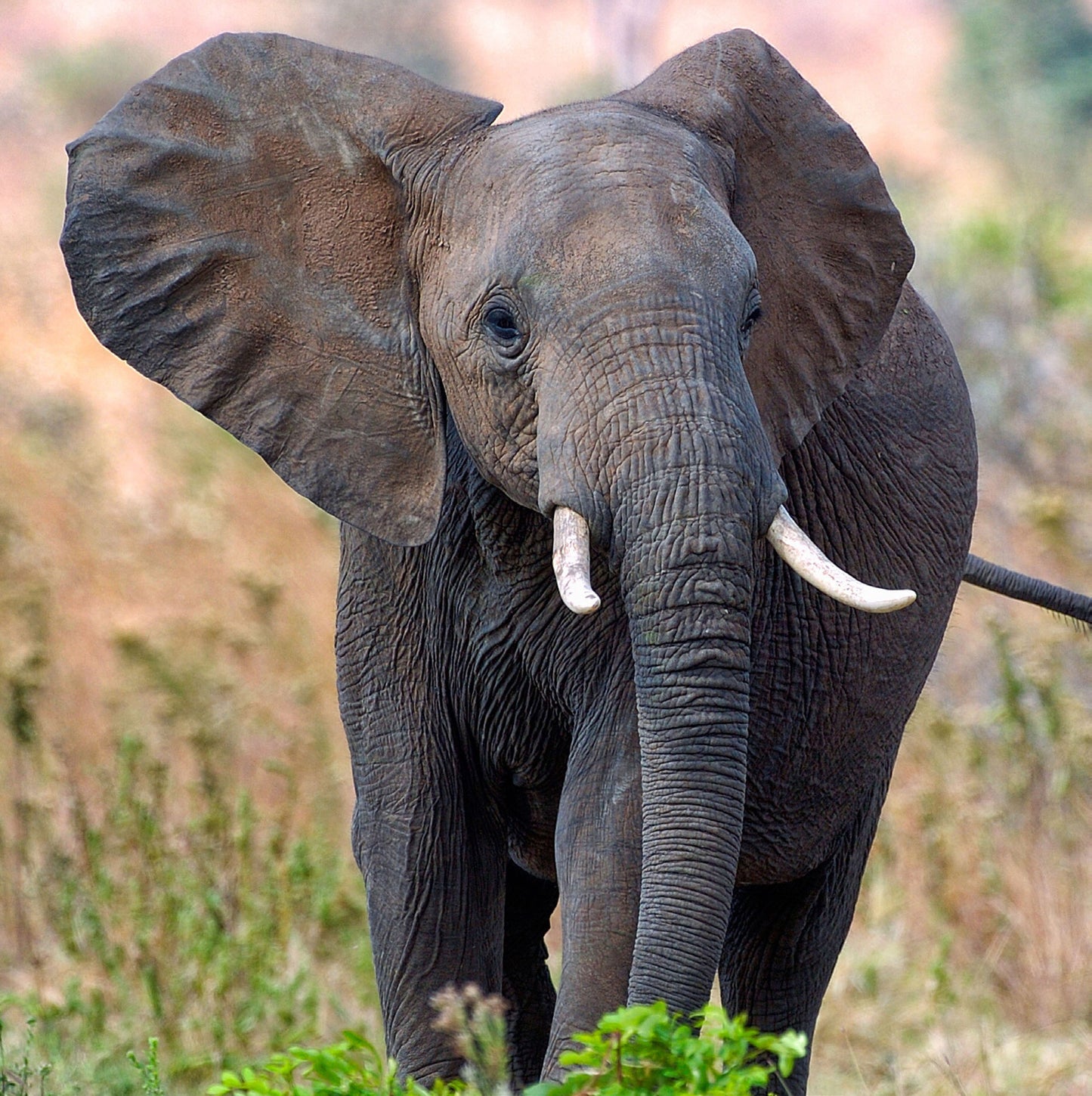 Elephant Sound Greeting Card