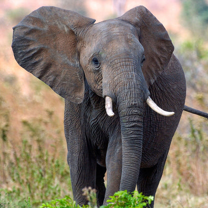 Elephant Sound Greeting Card
